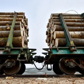 Export of unprocessed wood continues to decrease, according to Roslesinforg